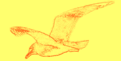 drawing of sea gull